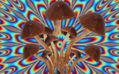 Lobos, hongos alucinógenos y marihuana: las otras elecciones en Estados Unidos