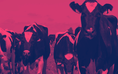 La LUC perjudica al campo. Conversamos con colonos del sector lechero en Canelones