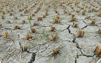 Fenómenos de sequía son cada vez más frecuentes y severos, advierten expertos