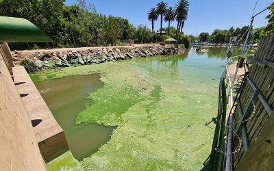 Las cianobacterias en el Río de la Plata suponen un peligro y encarecimiento en la potabilización